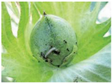 Applsci 15 10668 i007 Applsci 15 10668 i007