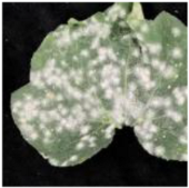 Applsci 15 10668 i009 Applsci 15 10668 i009