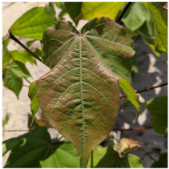 Applsci 15 10668 i010 Applsci 15 10668 i010