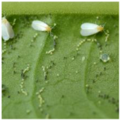 Applsci 15 10668 i012 Applsci 15 10668 i012