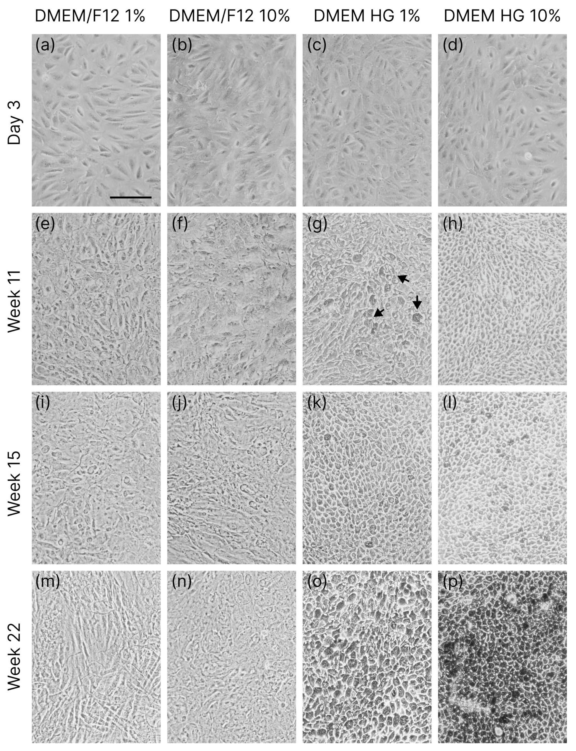 Applsci 15 10684 g001 Applsci 15 10684 g001