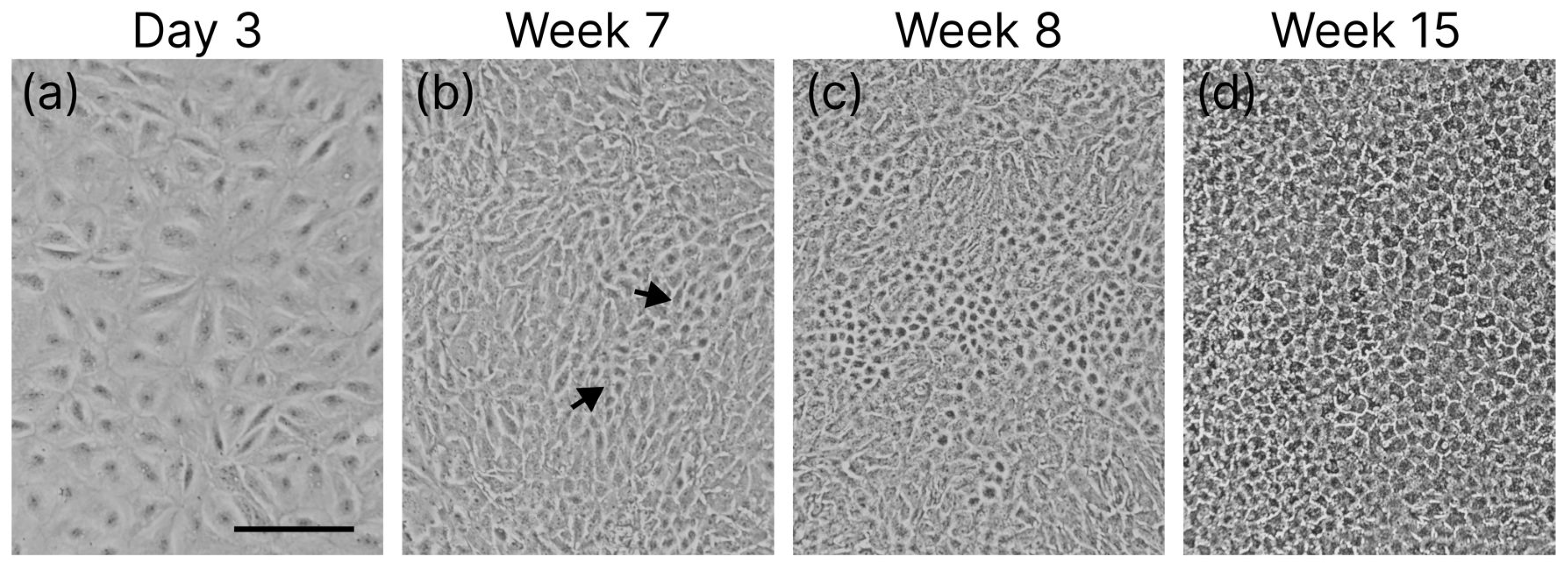 Applsci 15 10684 g004 Applsci 15 10684 g004