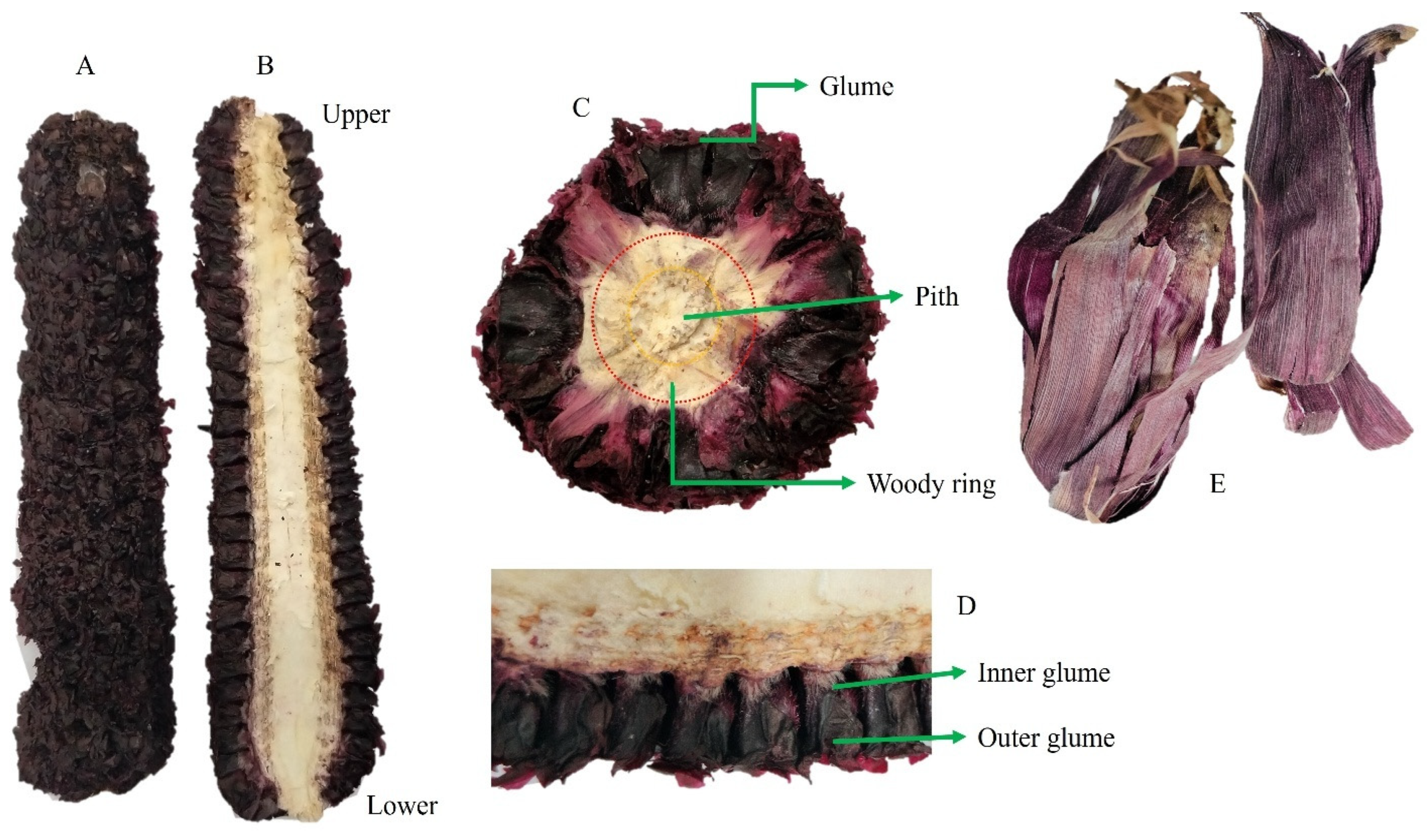 Applsci 15 10730 g001 Applsci 15 10730 g001