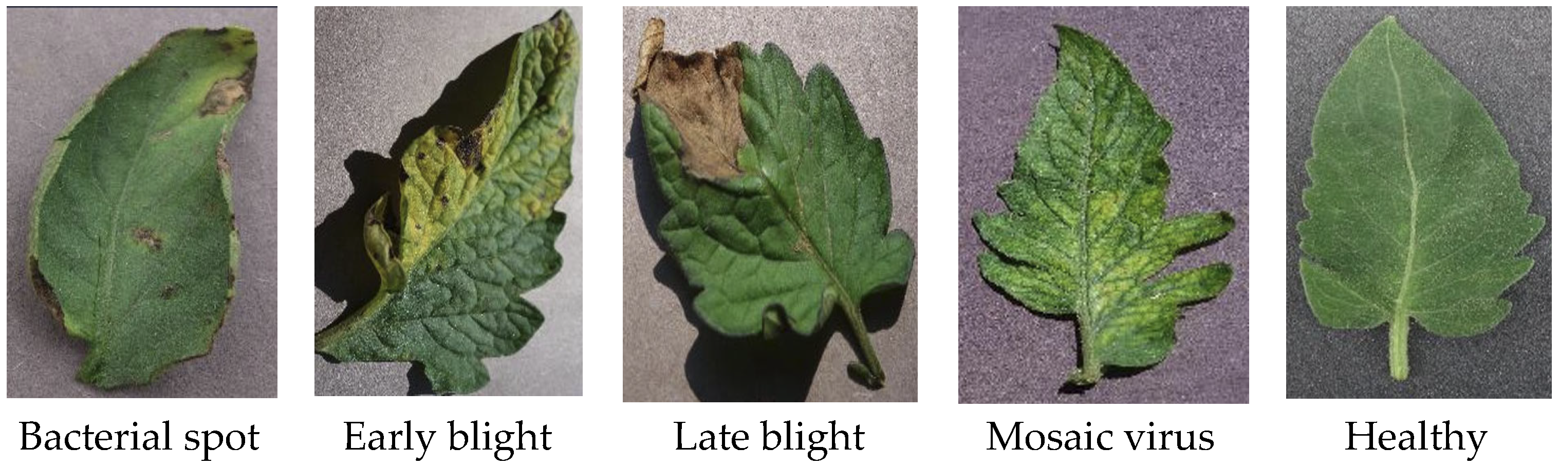 Applsci 15 10790 g001 Applsci 15 10790 g001