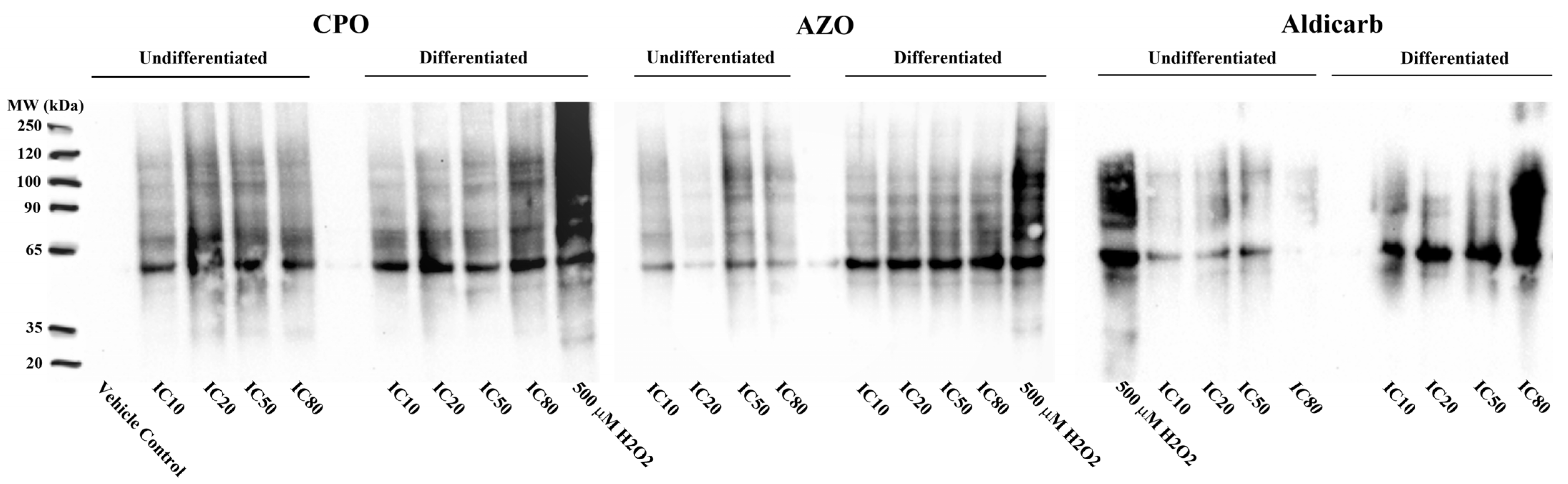 Applsci 15 10800 g007 Applsci 15 10800 g007