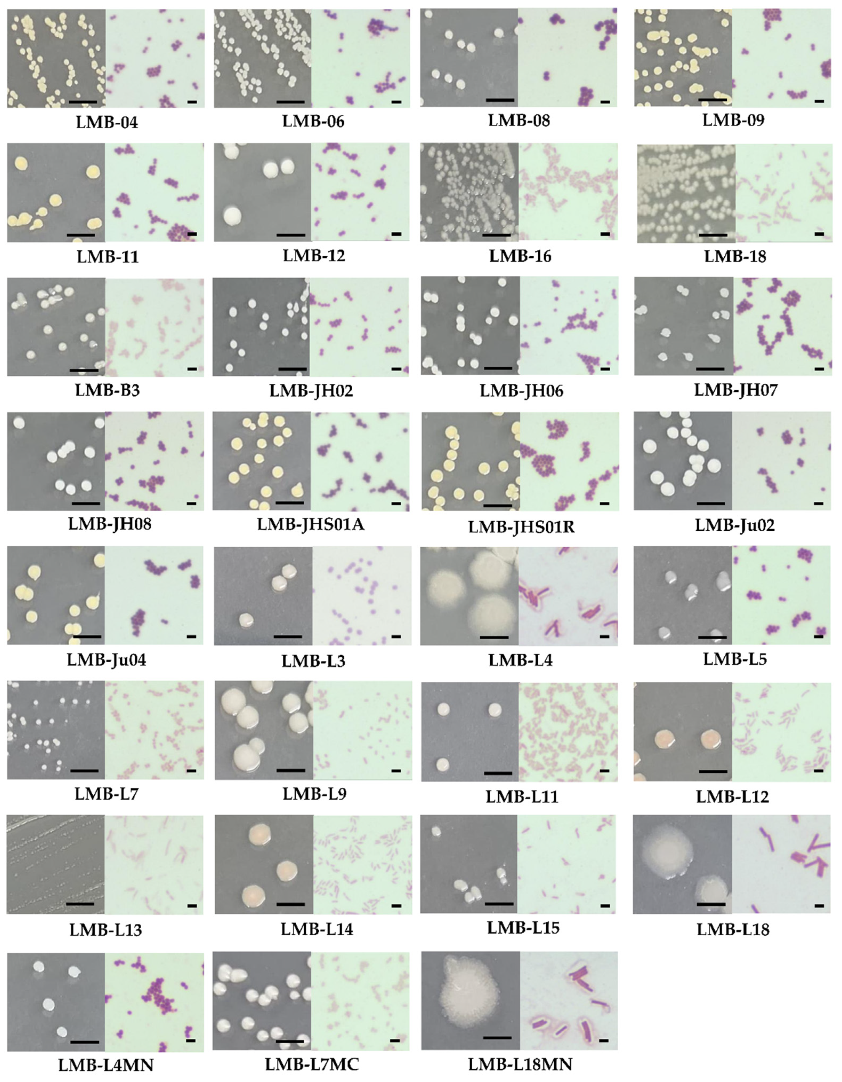 Applsci 15 10930 g001