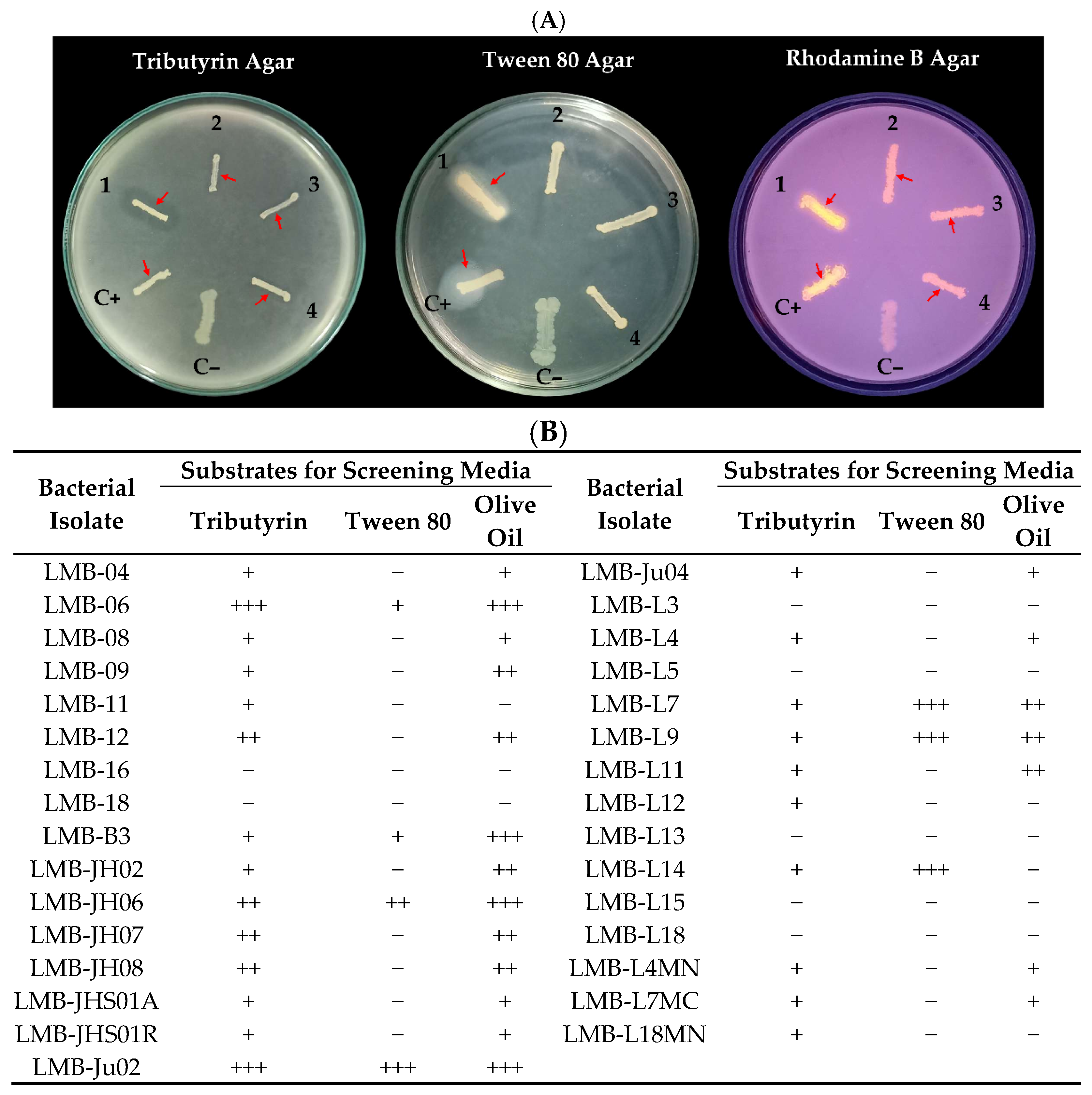 Applsci 15 10930 g002