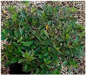 Applsci 15 10960 i001