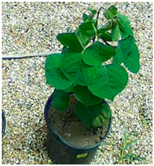 Applsci 15 10960 i002