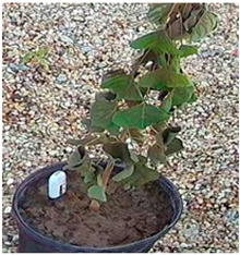 Applsci 15 10960 i004