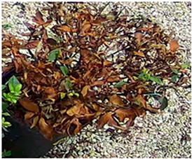 Applsci 15 10960 i005