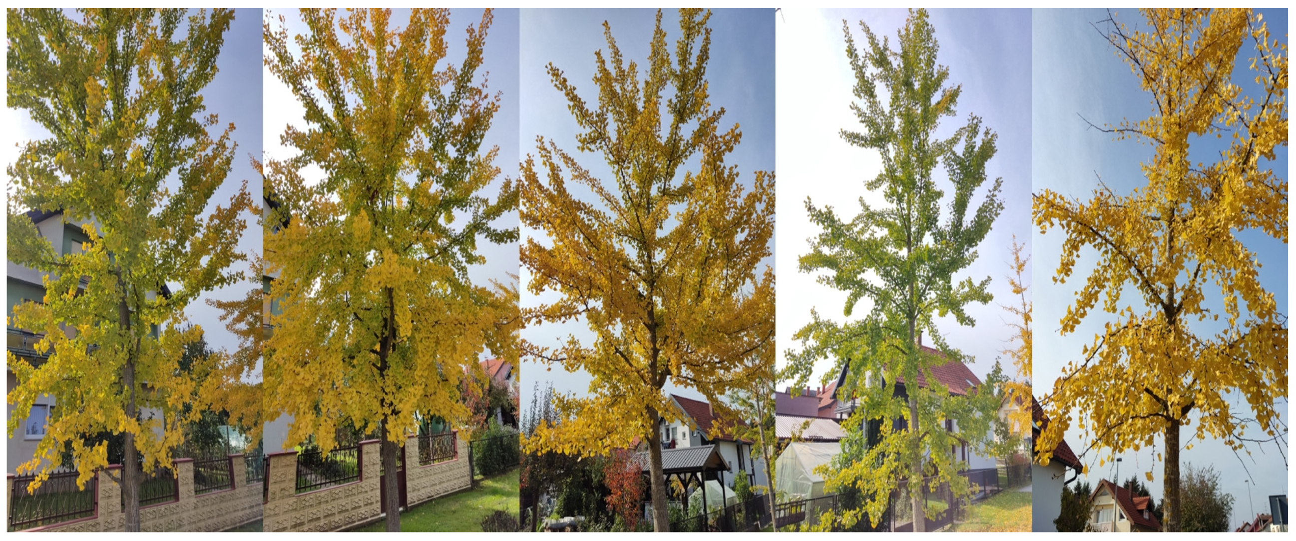 Applsci 15 11436 g001 Applsci 15 11436 g001