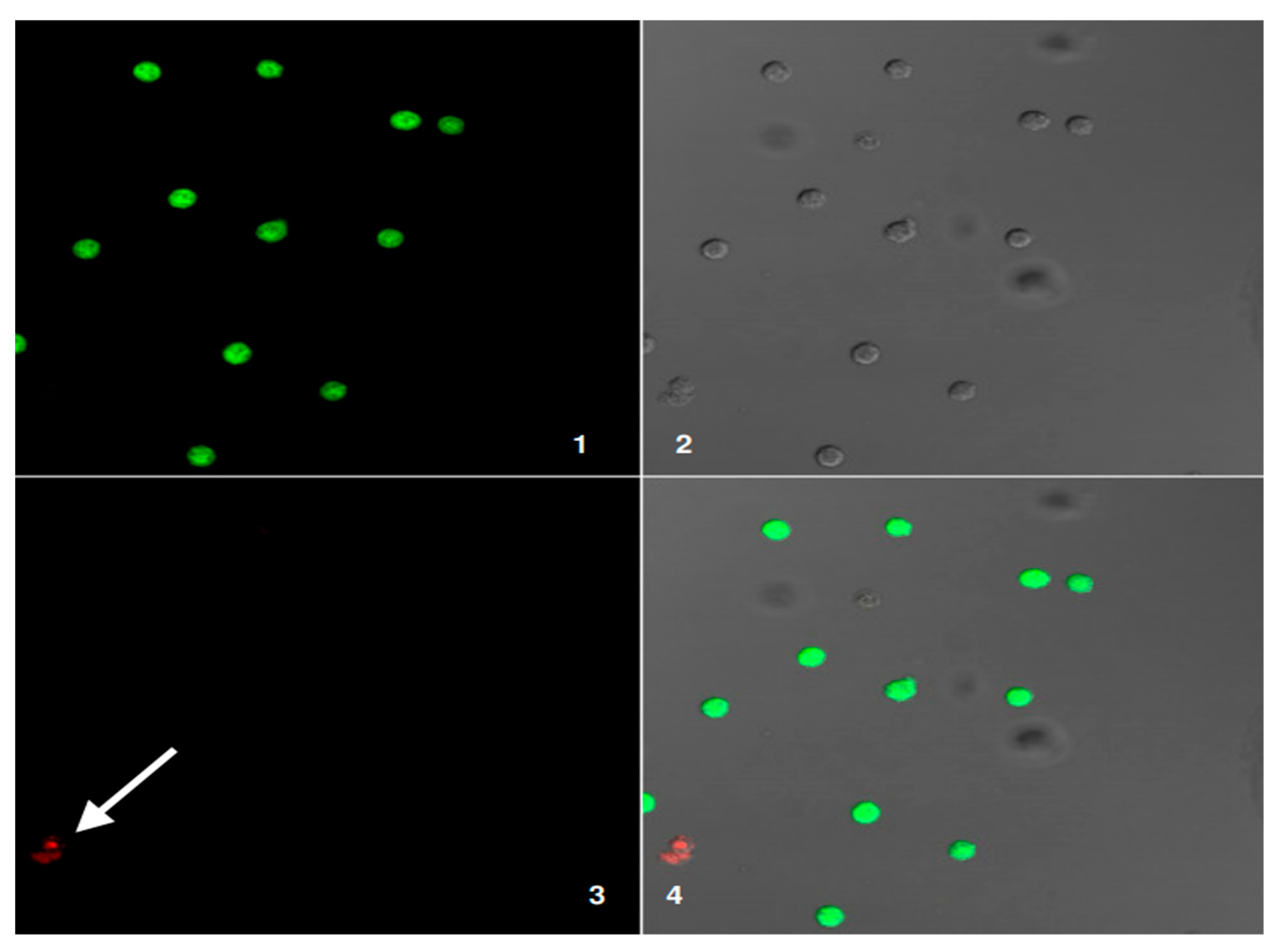 Applsci 15 11500 g007