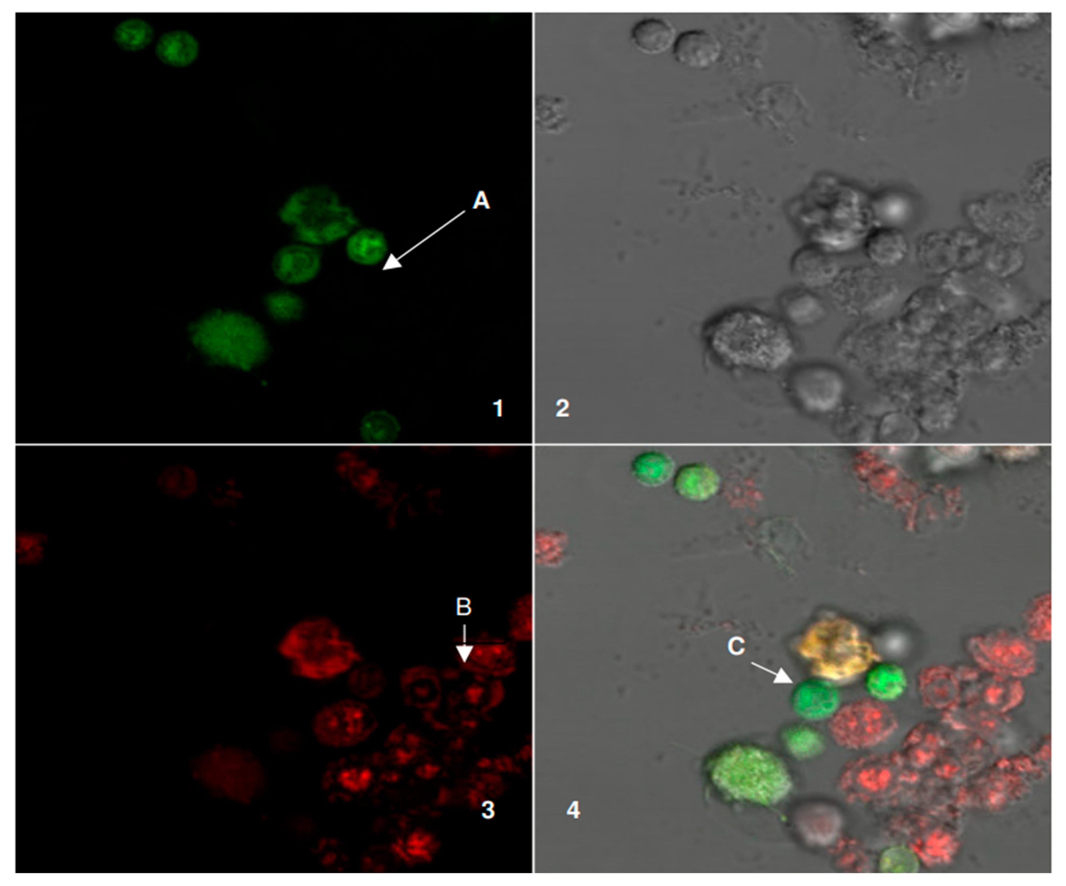Applsci 15 11500 g009