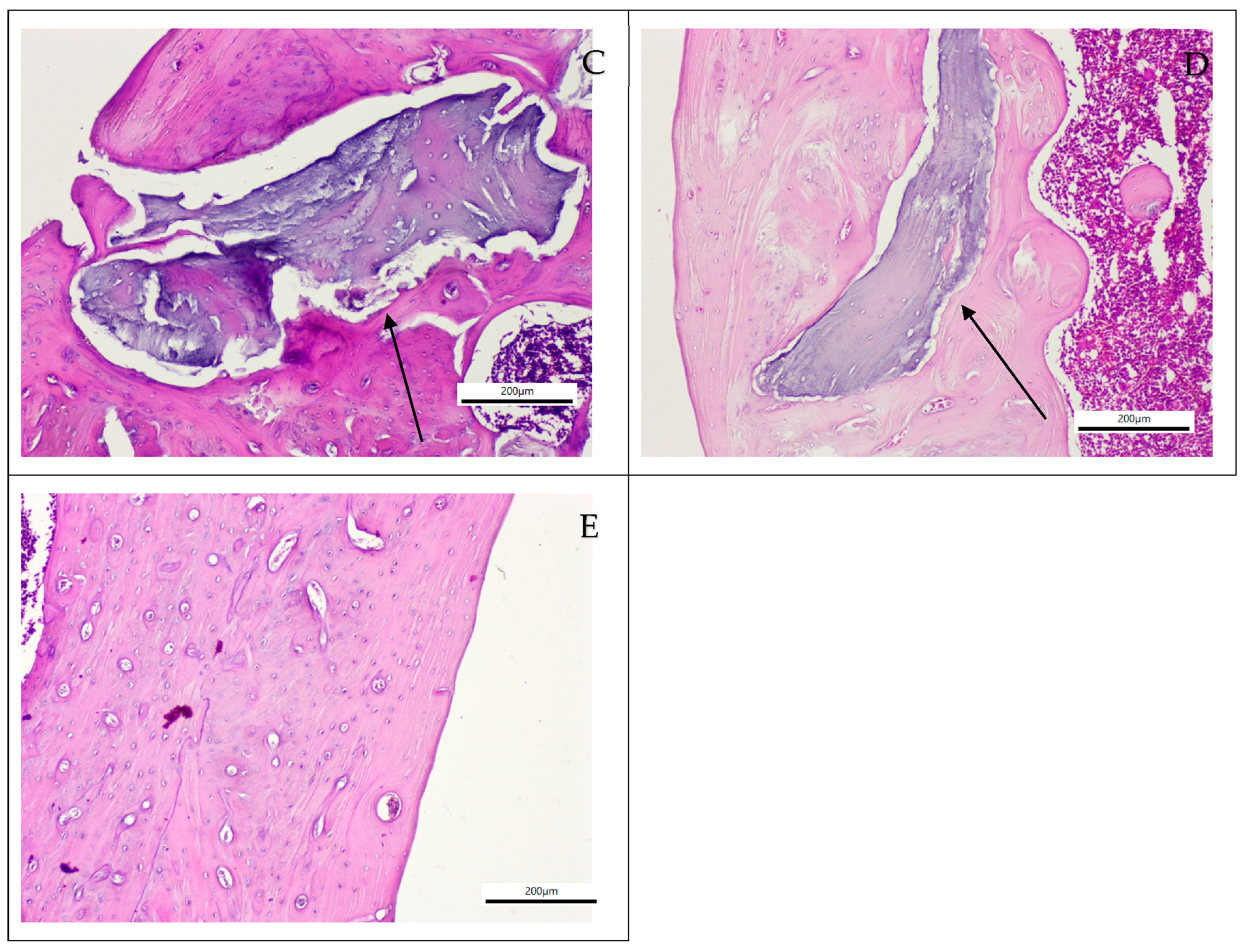 Applsci 15 11511 g002b Applsci 15 11511 g002b
