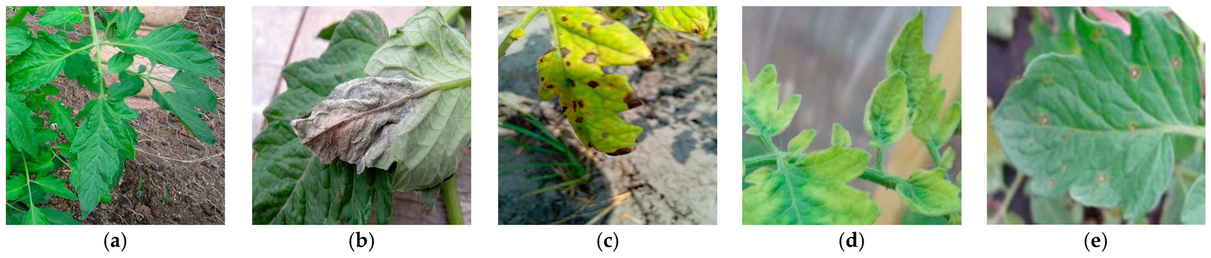 Applsci 15 11620 g001