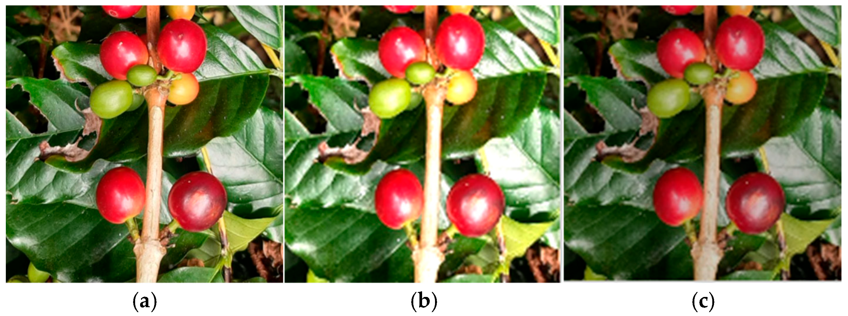 Applsci 15 11632 g001a