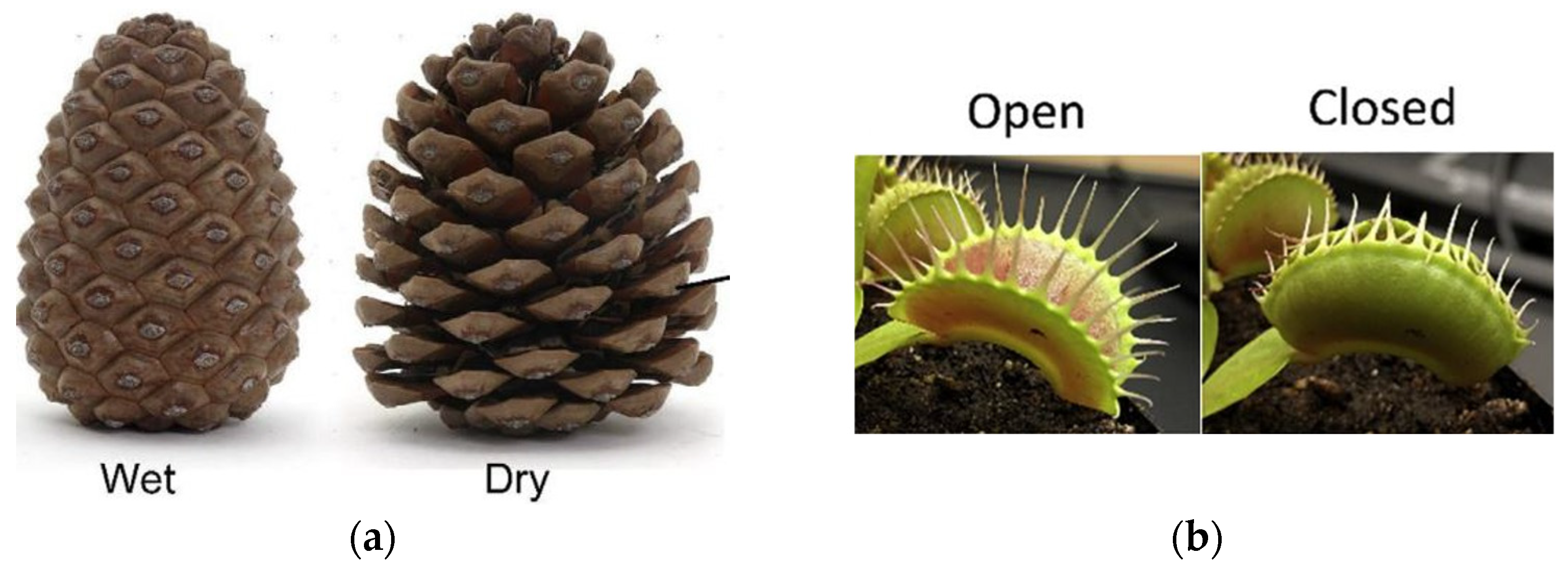 Applsci 15 11641 g001 Applsci 15 11641 g001