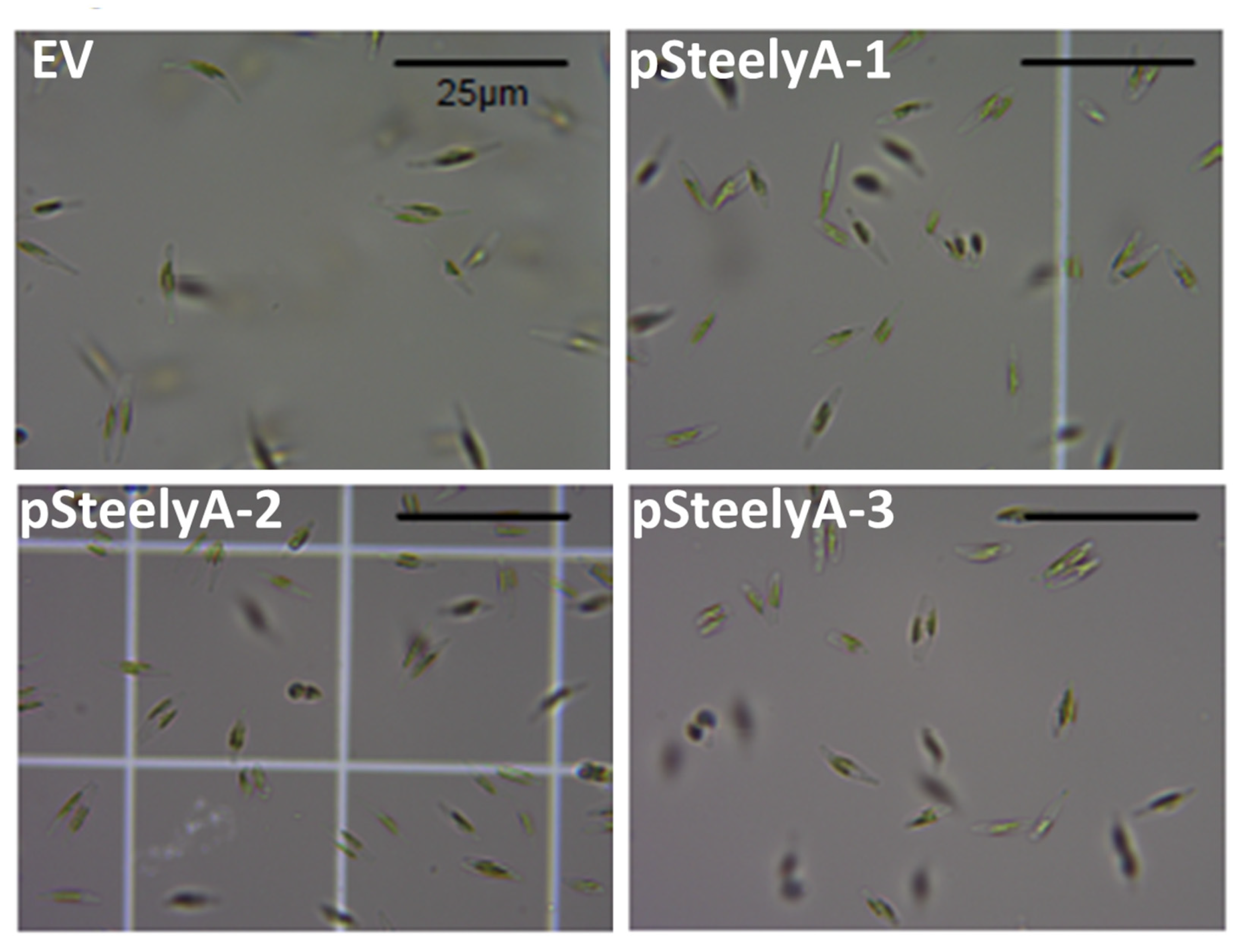 Applsci 15 11679 g0a2