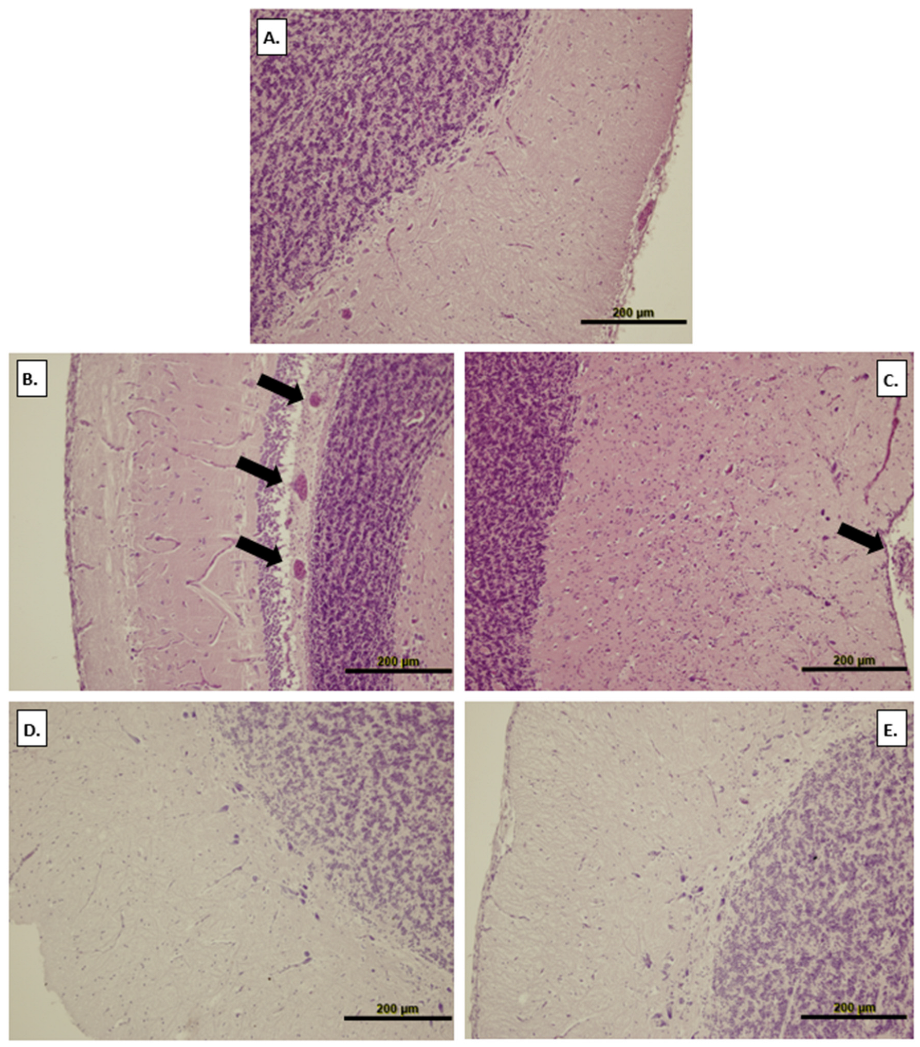 Applsci 15 11877 g004 Applsci 15 11877 g004