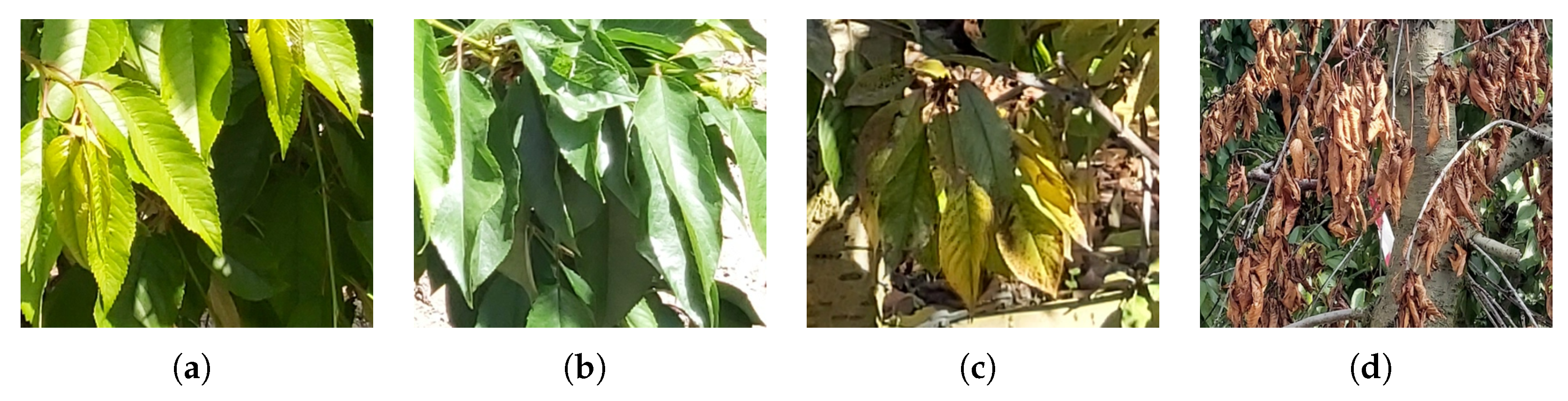 Applsci 15 11927 g001