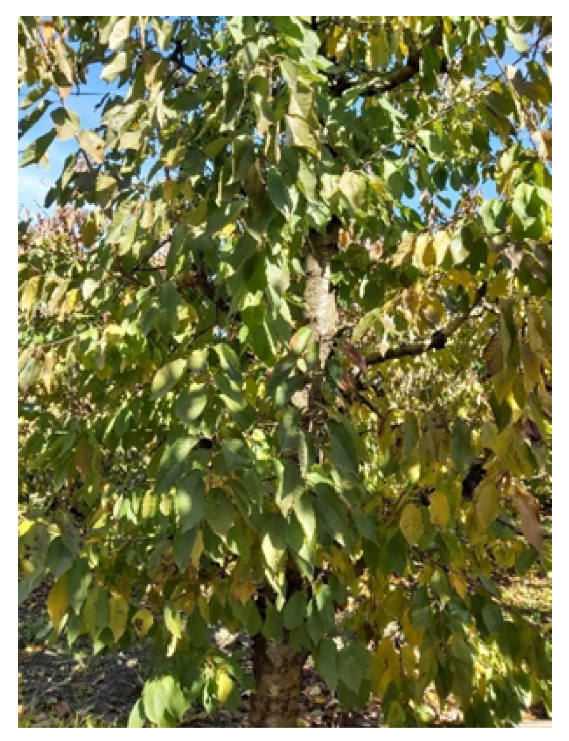 Applsci 15 11927 g005