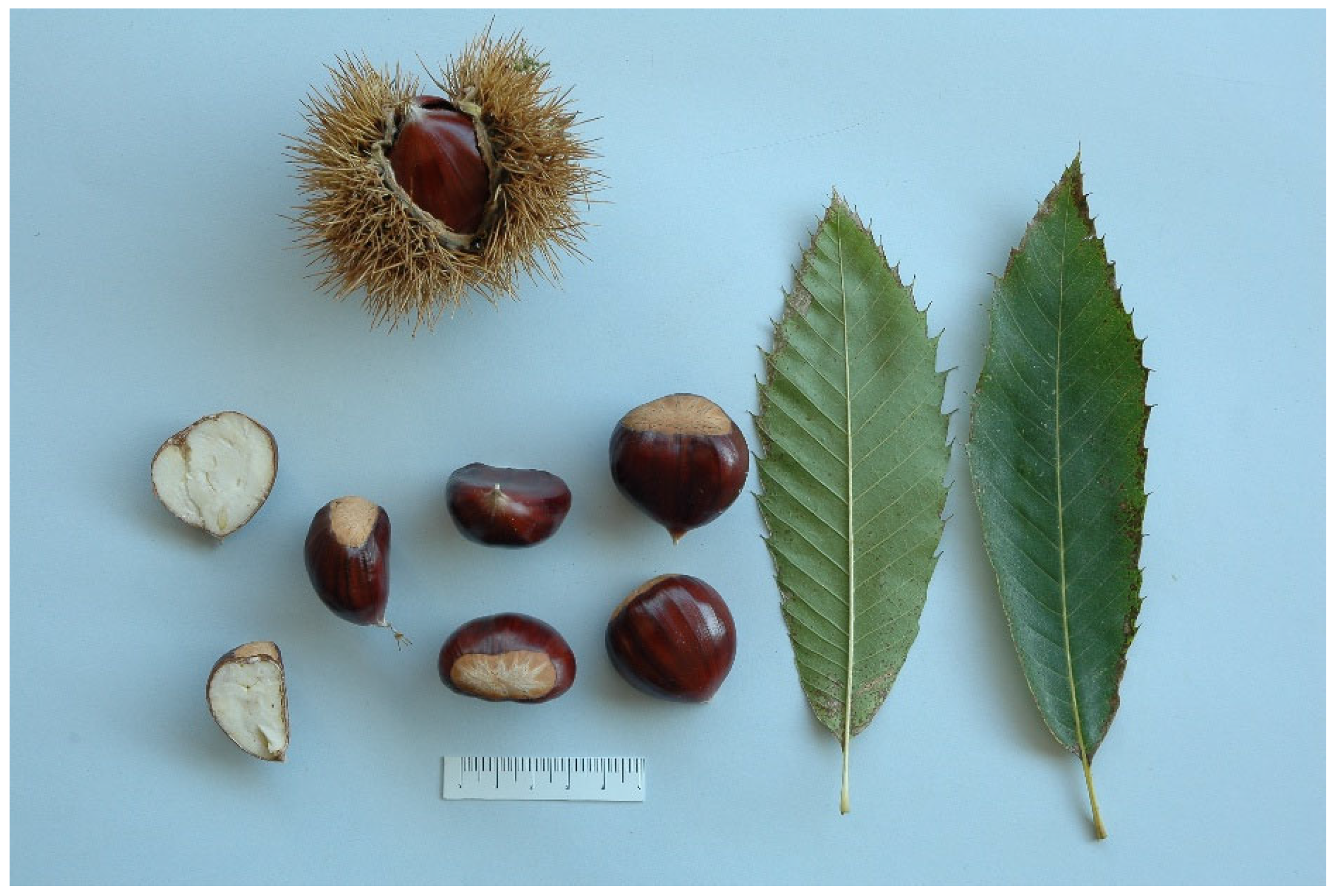 Applsci 15 13069 g001 Applsci 15 13069 g001