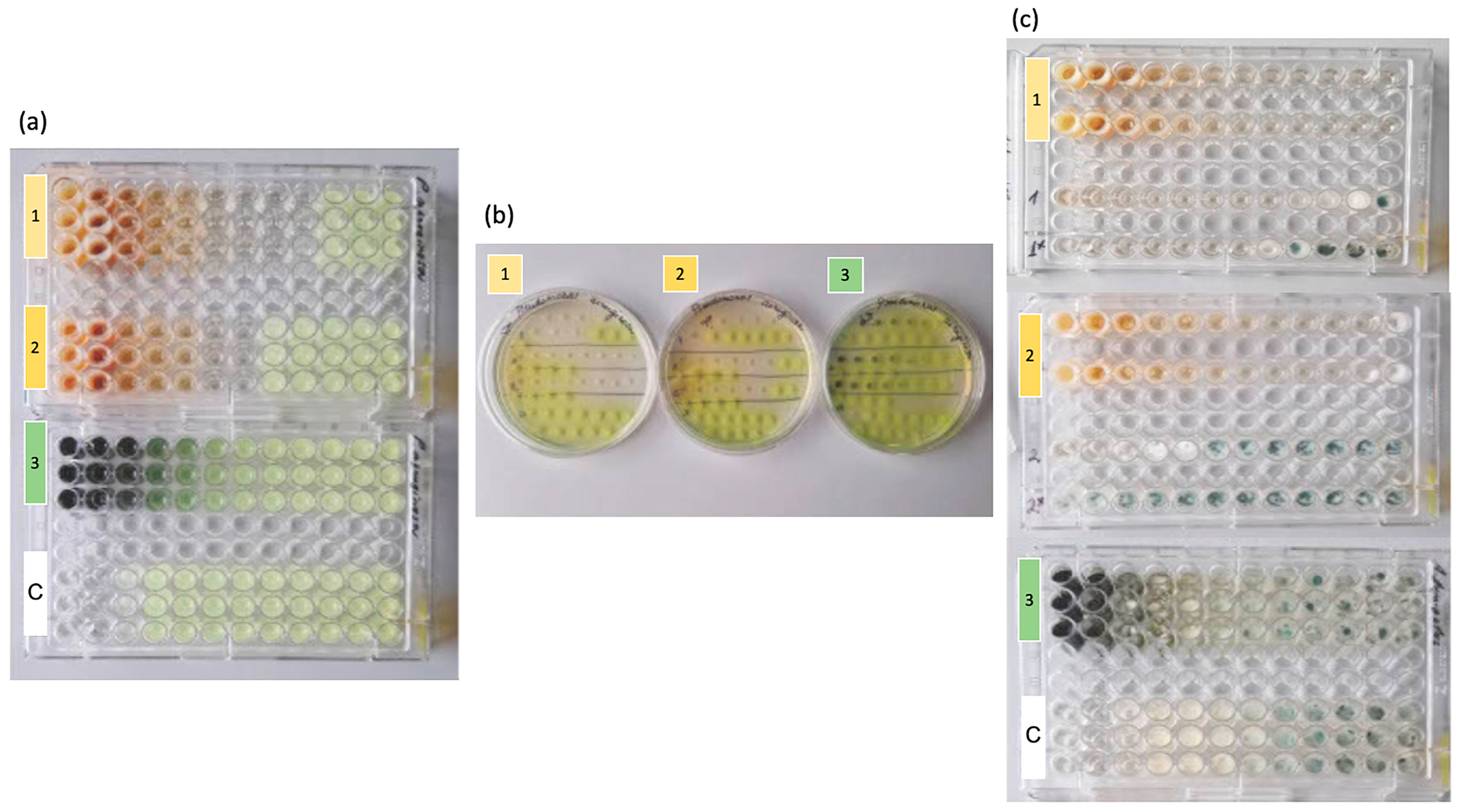Applsci 15 13221 g002