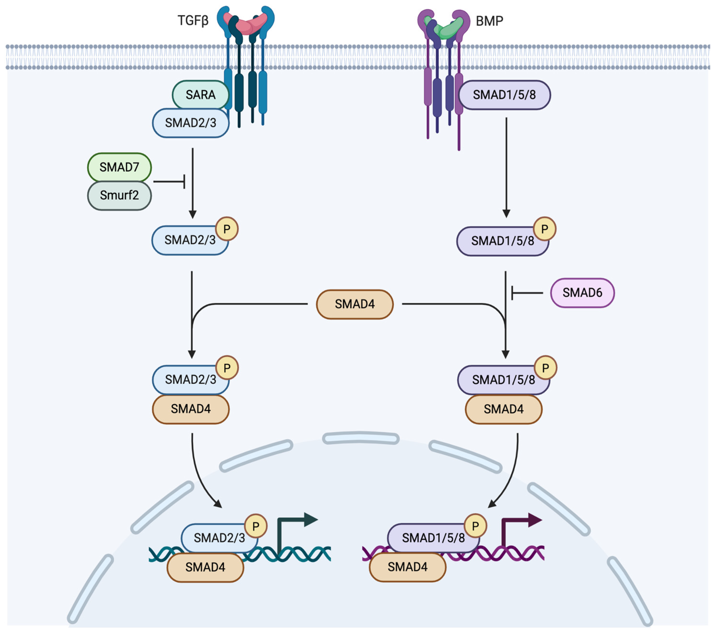 Applsci 16 00050 g006