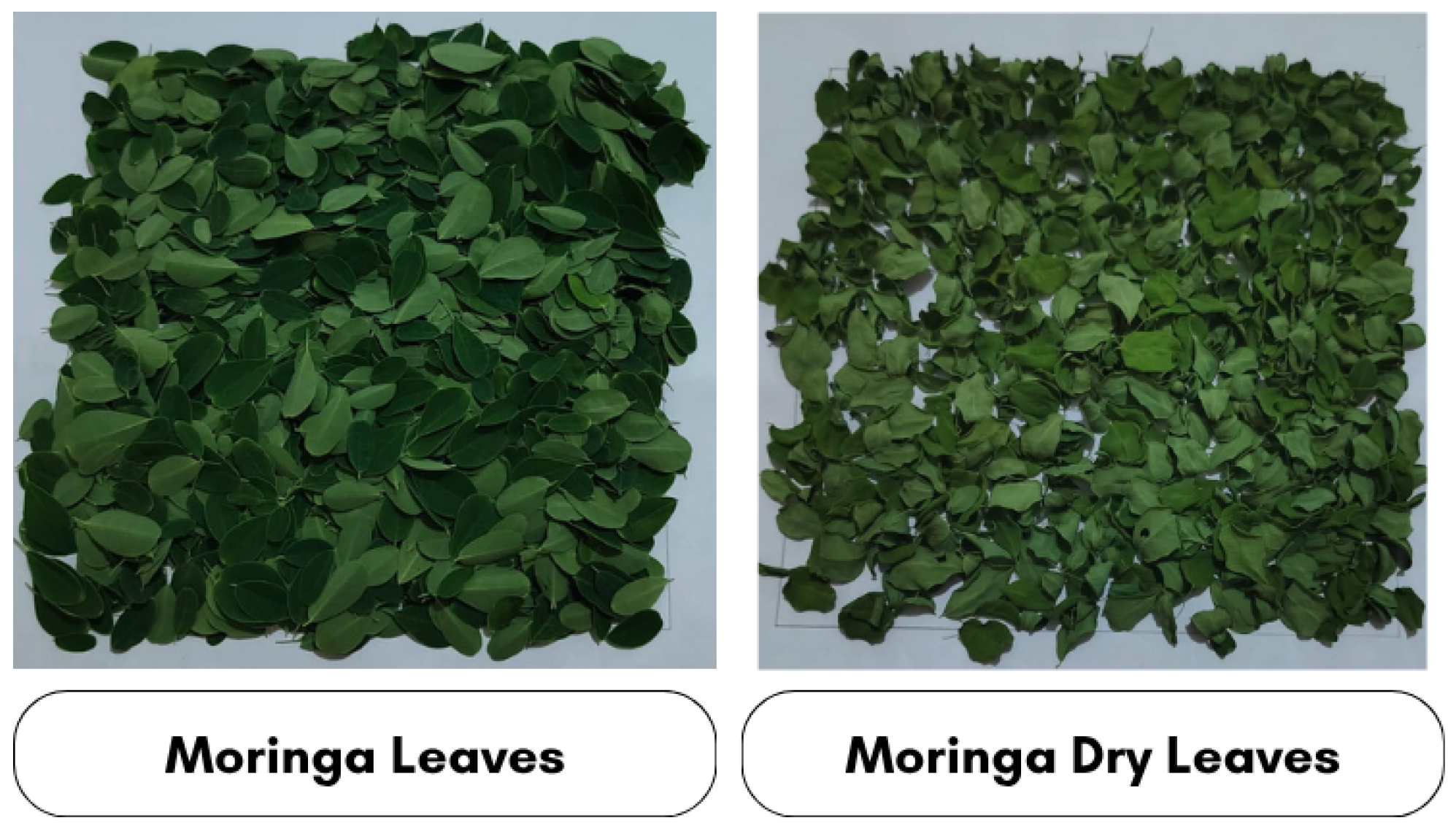 Applsci 16 00239 g001