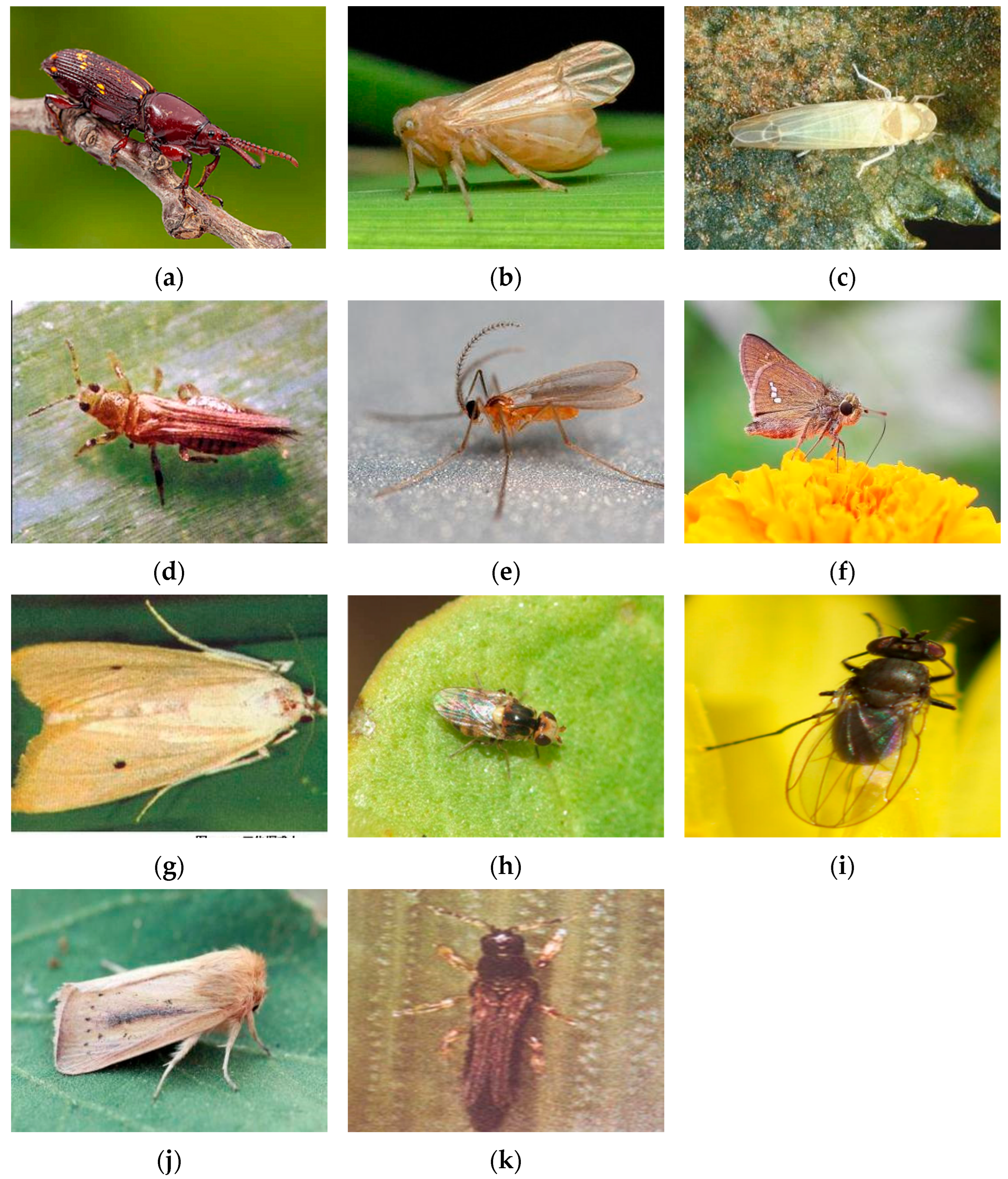 Applsci 16 00352 g001