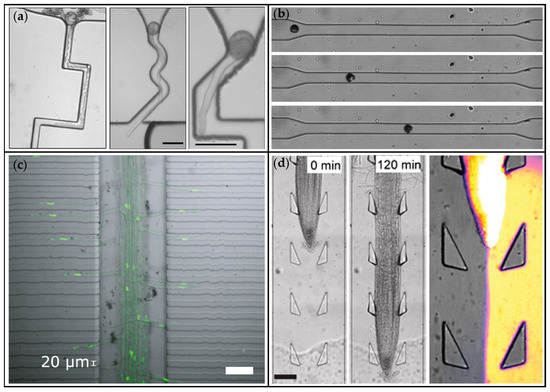 Application of Microfluidics in Plant Physiology and Development