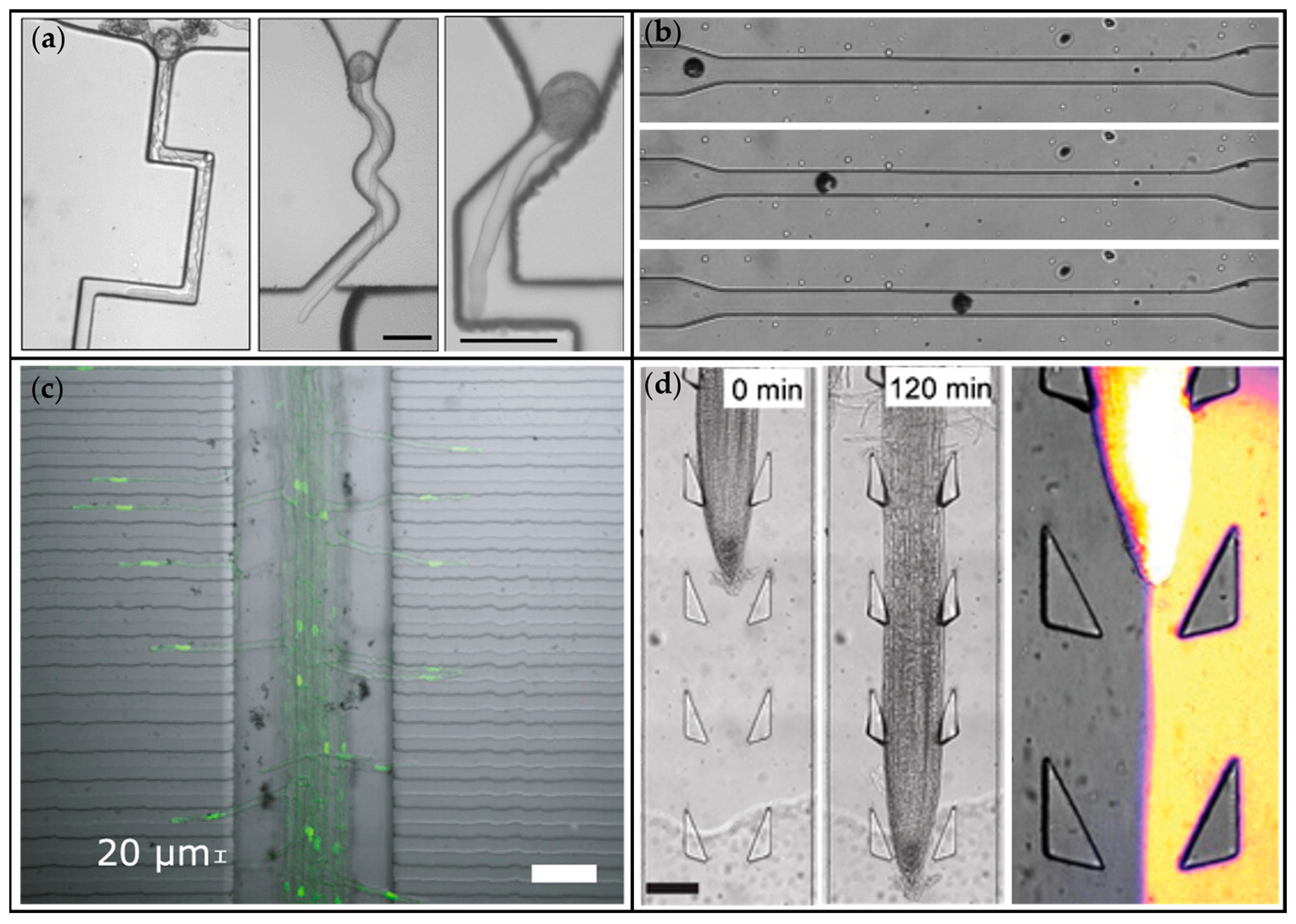 Applsci 16 00464 g003 Applsci 16 00464 g003