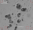 Applsci 16 00642 i013 Applsci 16 00642 i013