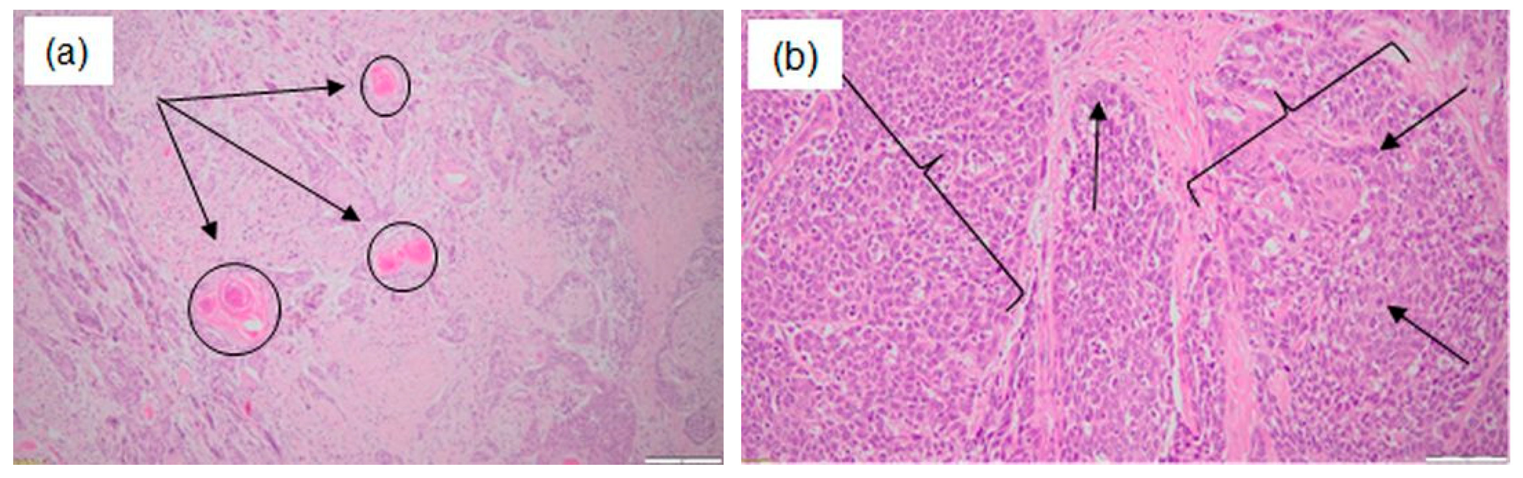 Applsci 16 01536 g003 Applsci 16 01536 g003