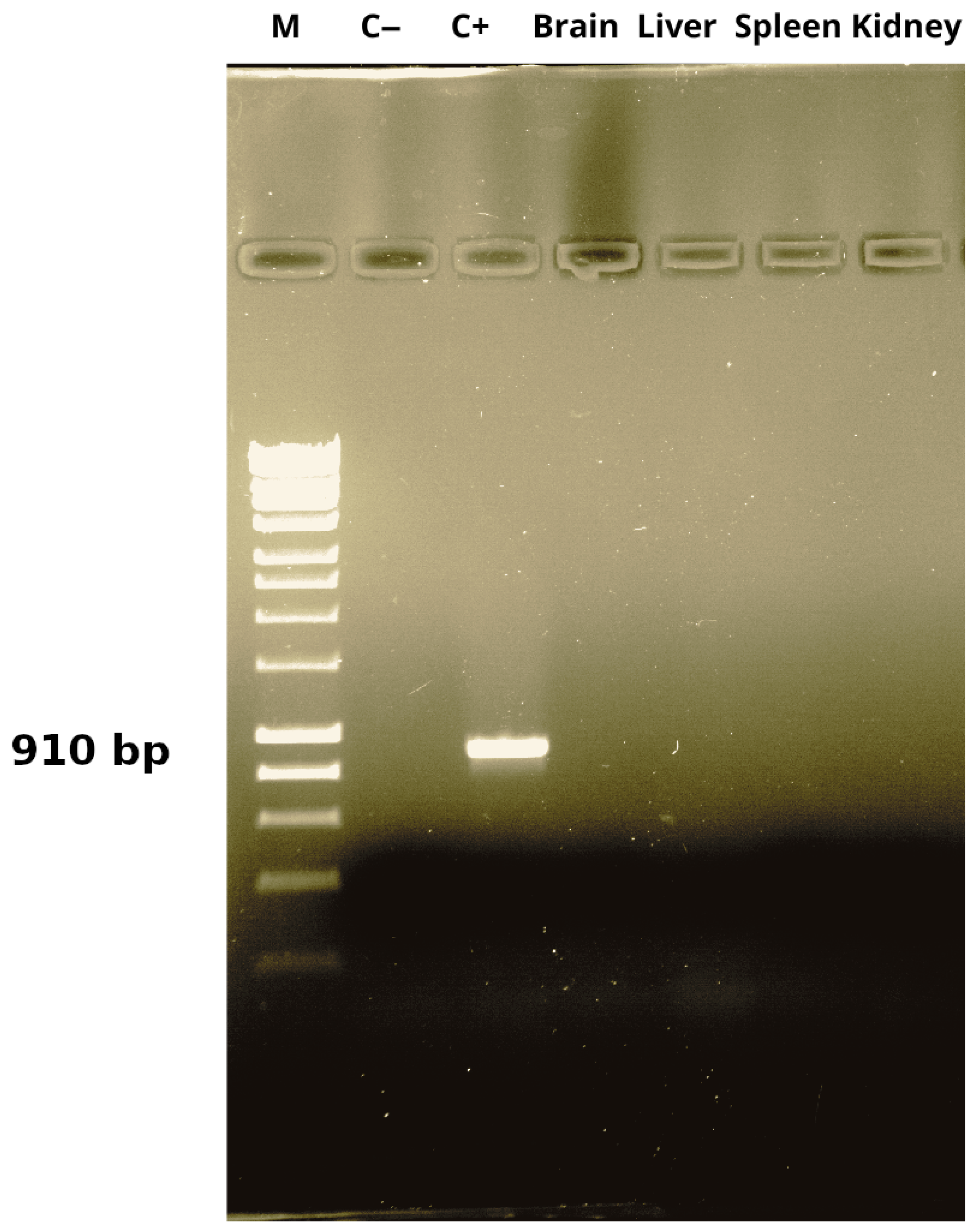 Applsci 16 03305 g003
