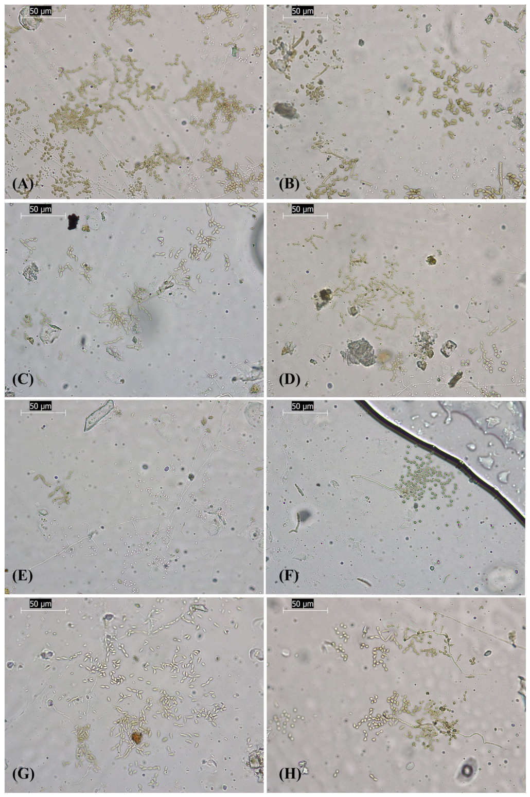 Applsci 16 06945 g010 Applsci 16 06945 g010