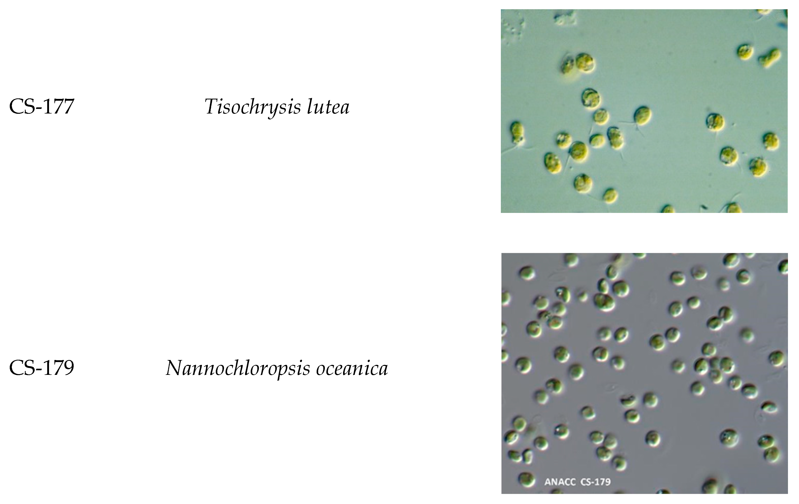 Aquacj 01 00004 g0a1c