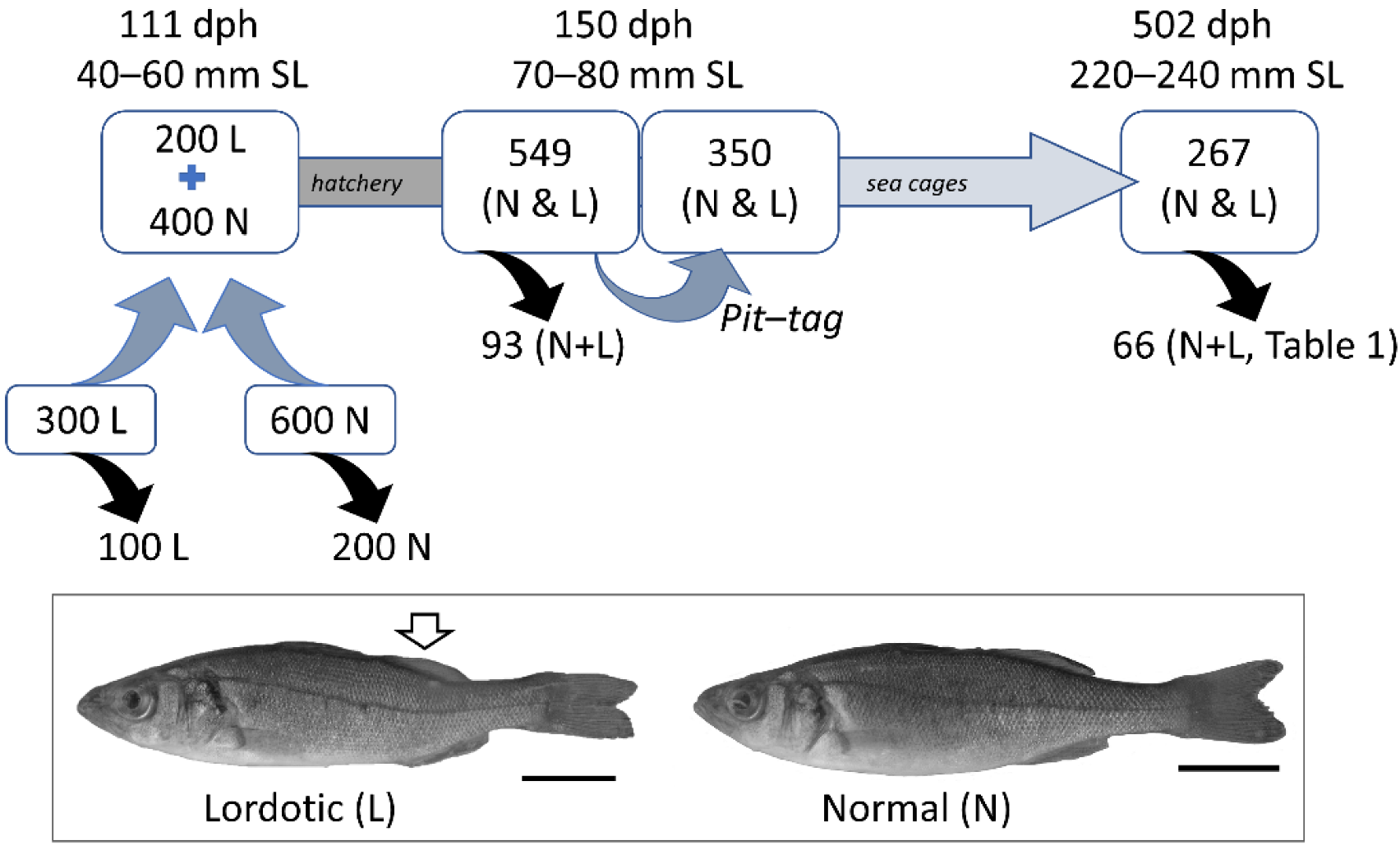 Aquacj 02 00001 g001