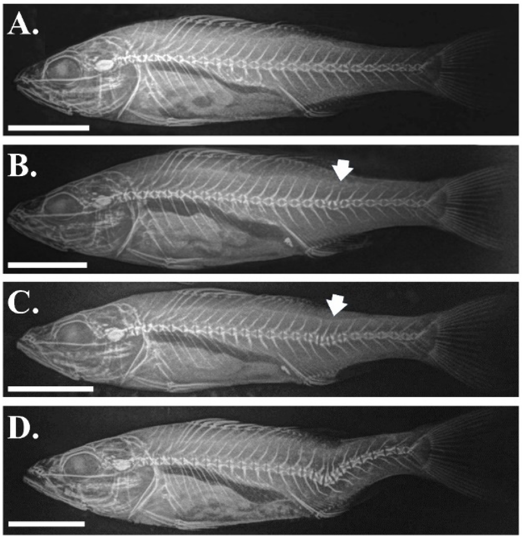 Aquacj 02 00001 g003
