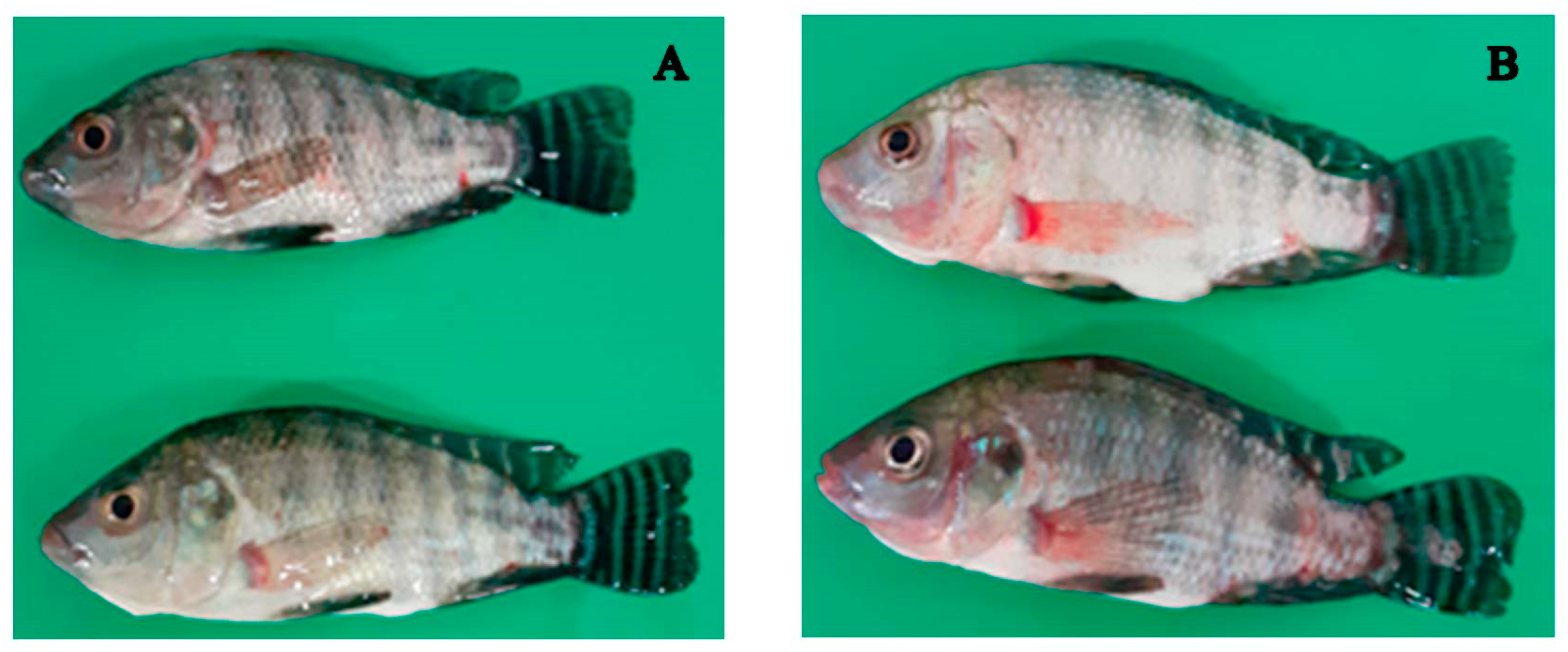 Aquacj 03 00007 g001 Aquacj 03 00007 g001