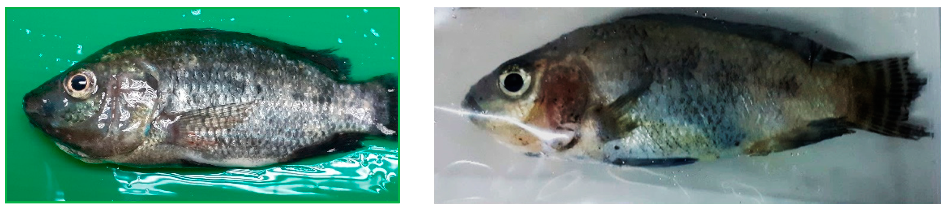 Aquacj 03 00007 g003 Aquacj 03 00007 g003