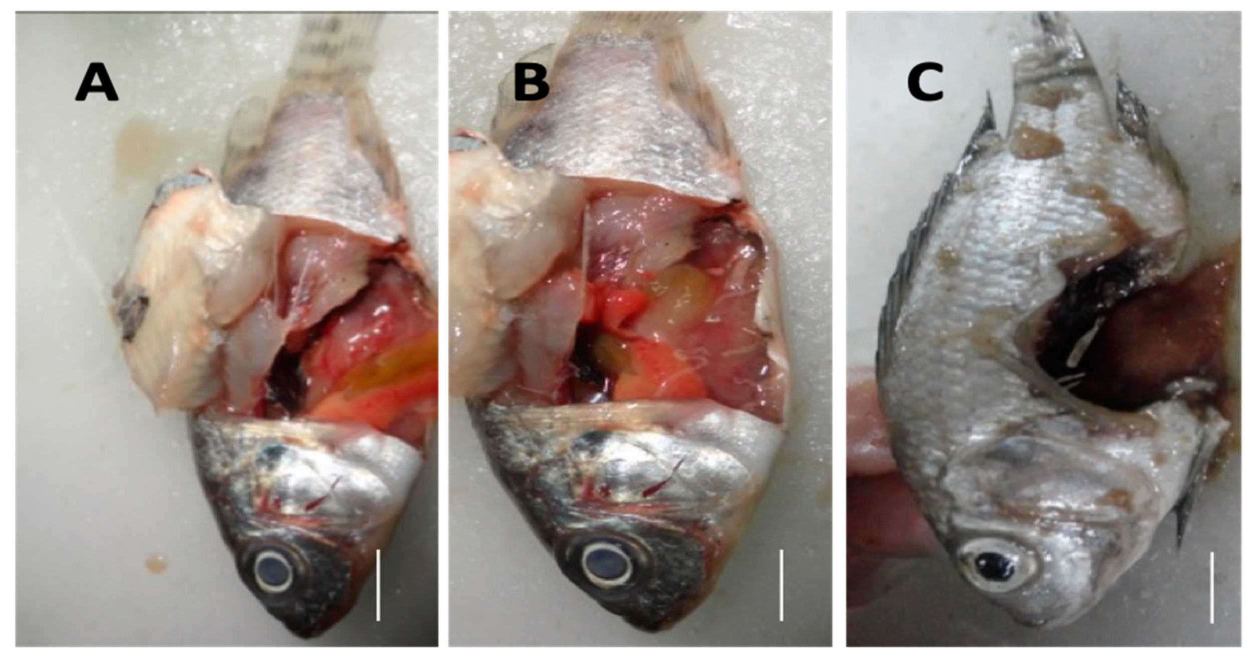 Aquacj 04 00012 g006