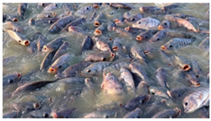 Aquacj 05 00015 i002