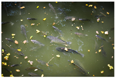 Aquacj 05 00015 i004