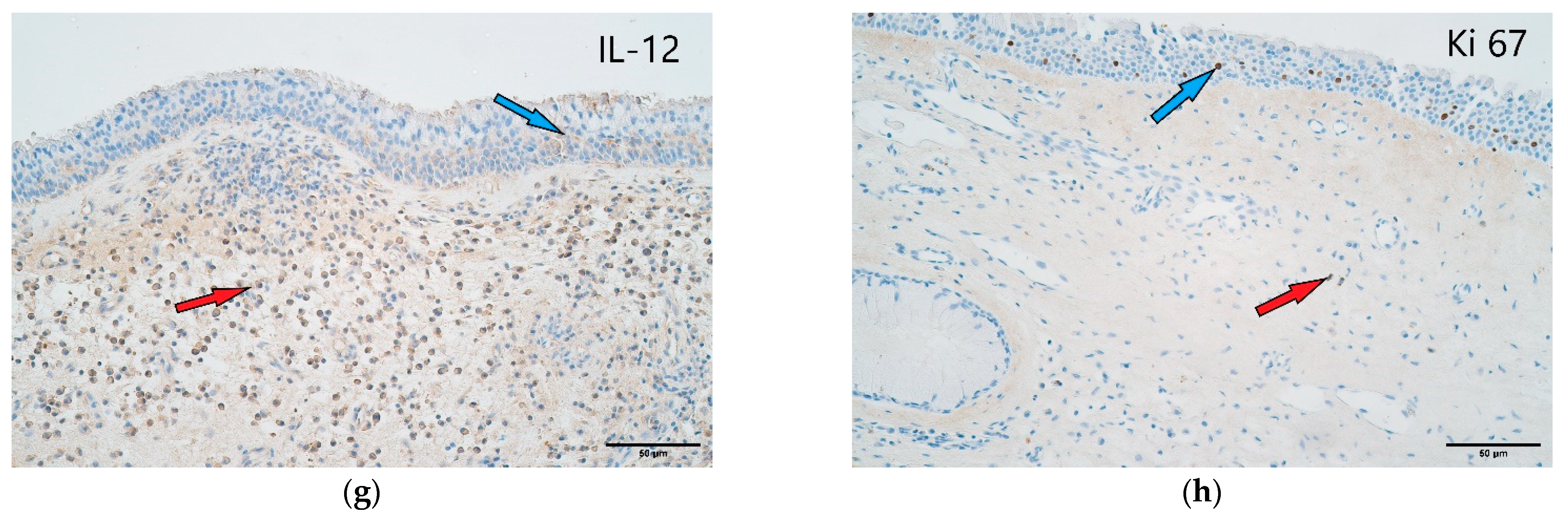 Arm 90 00053 g004b Arm 90 00053 g004b