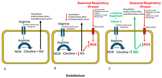 where to pin klow The Role of L-Arginine and Liposomal Vitamin C Supplementation as an  Adjunct in Seasonal Respiratory Viral Infection Recovery