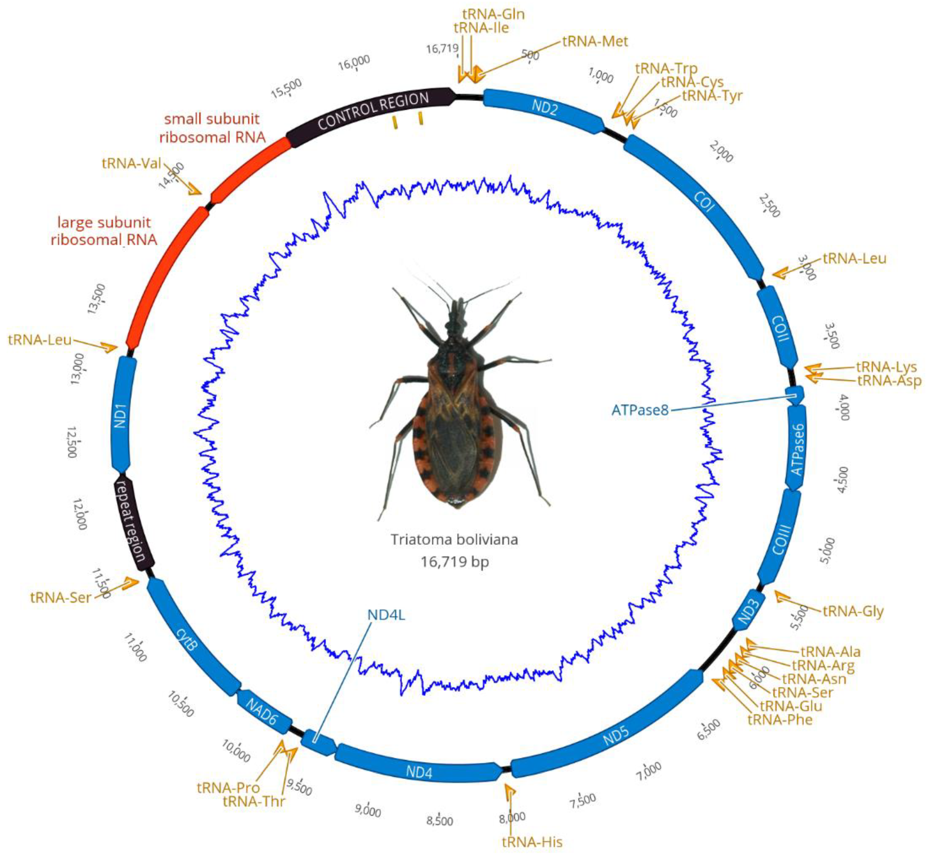 Arthropoda 01 00002 g001