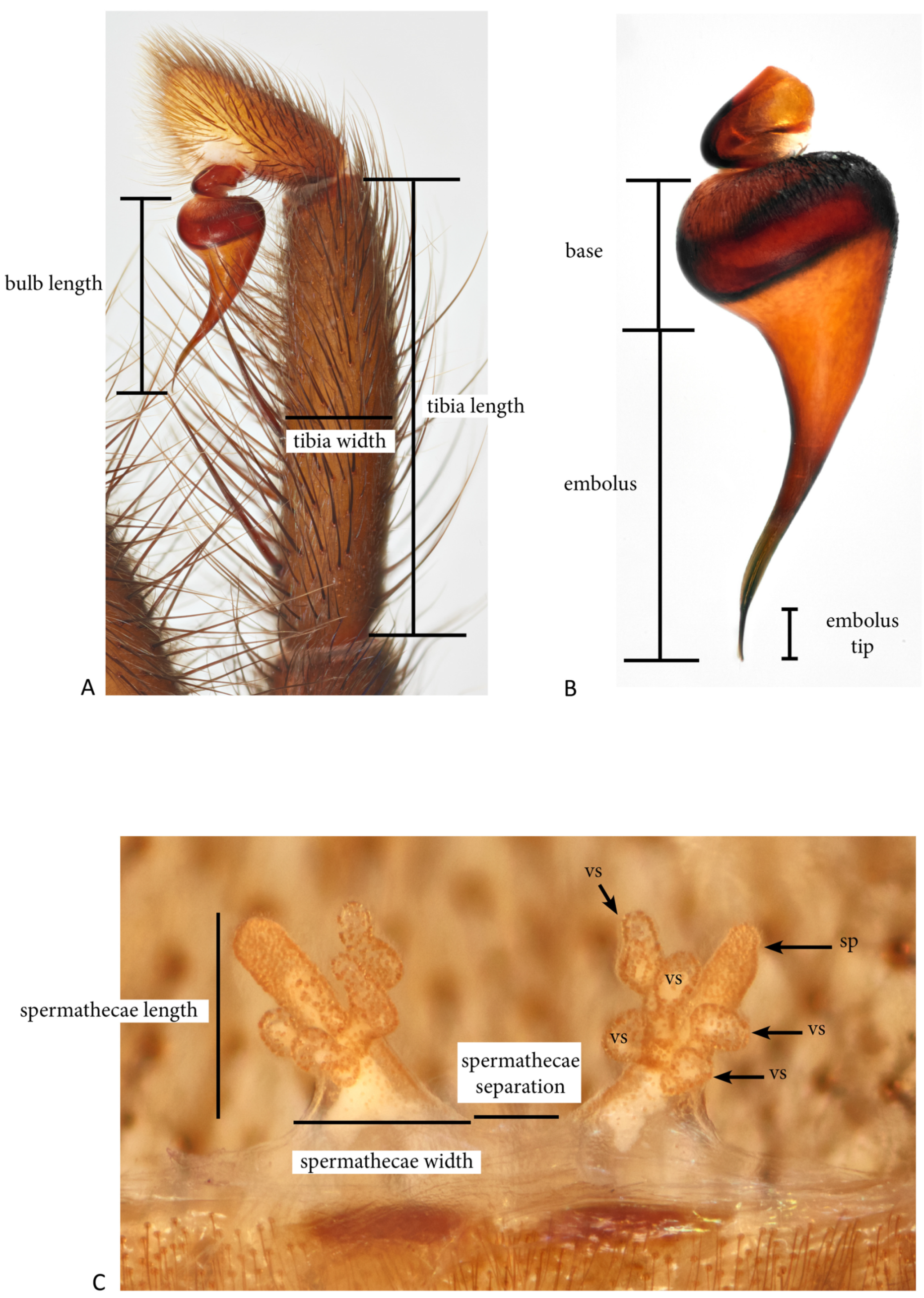 Arthropoda 01 00010 g002 550
