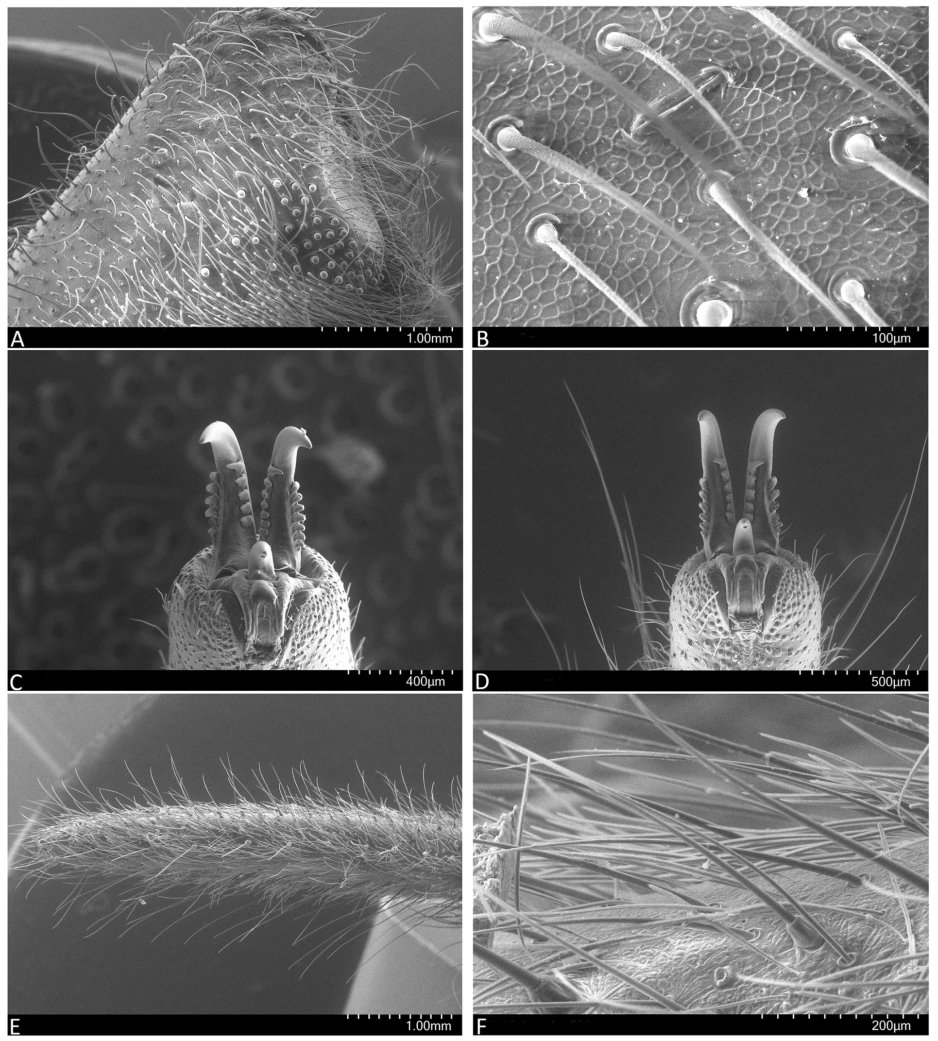 Arthropoda 01 00010 g003 550